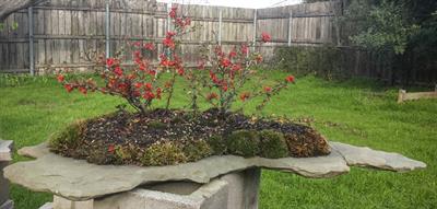 به ژاپنی چینی